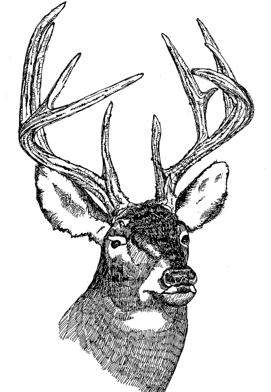 reindeer sketch, head, deer, tailed, white, illustration, line, art, studio shot, white background