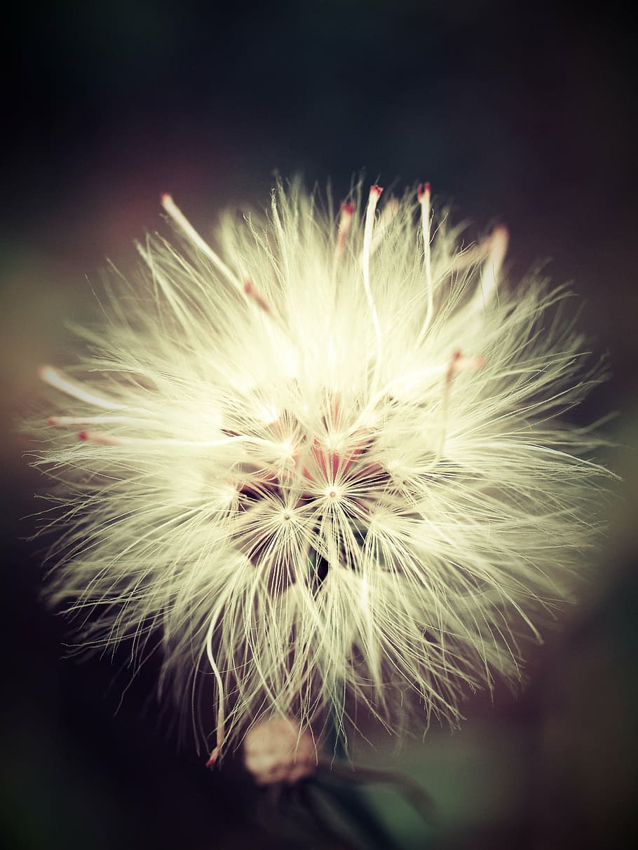 macro photography, white, petaled flower, autumn, blur, calm, change, concept, country, countryside