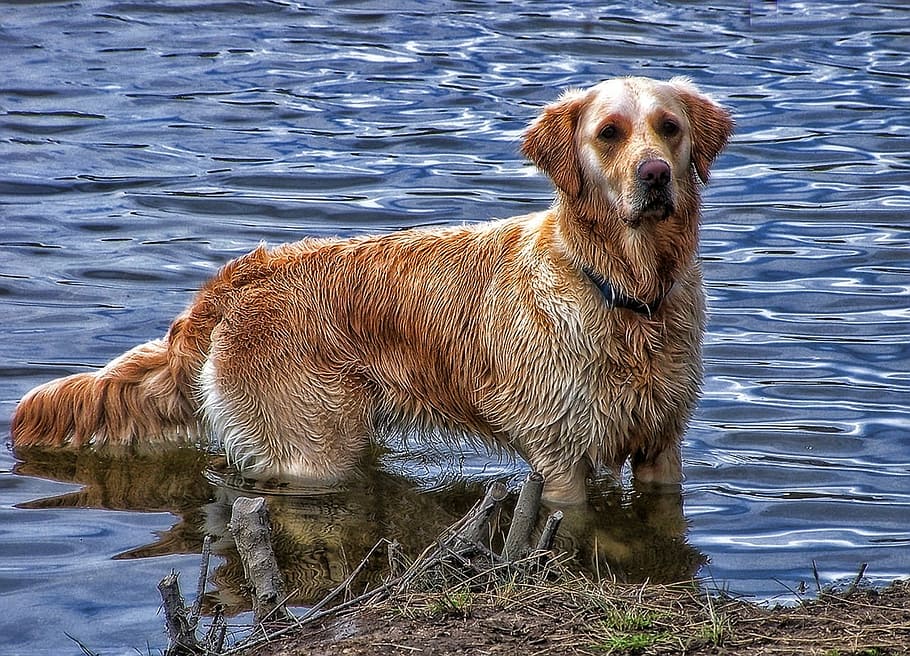 dog, body, water, golden, retreiver, animal, pets, canine, animals, river