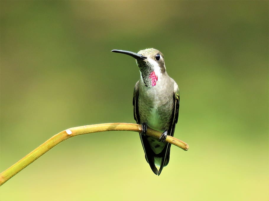 hummingbird, closeup, birding, bird, nature, avian, wildlife, animal, one animal, animal themes