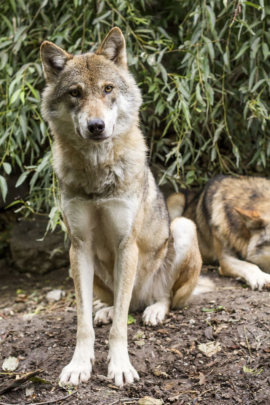 focus photography, sitting, ground, daytime, focus, photography, Czechoslovakian wolfdog, wolf, canis lupus, european wolf