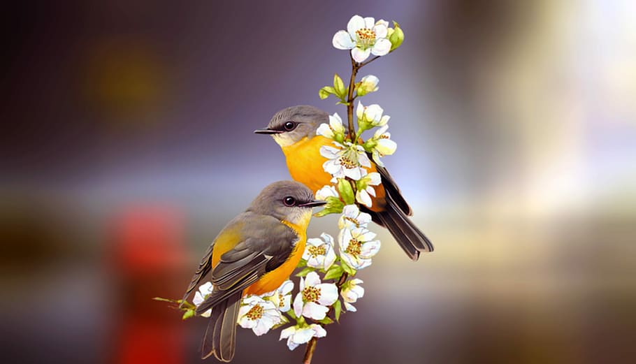 two, black-and-yellow, birds, white, flowers, friendship, pair, couple, animal, nature