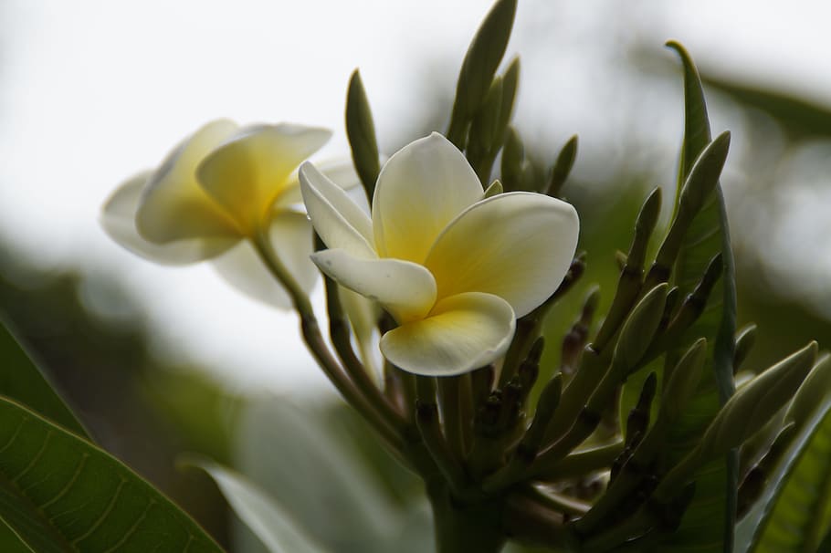 frangipani, 나무, plumeria, 템플 트리, 이국적인, 플로라, 아름다운, 아름다움, 흰색 노랑, 꽃