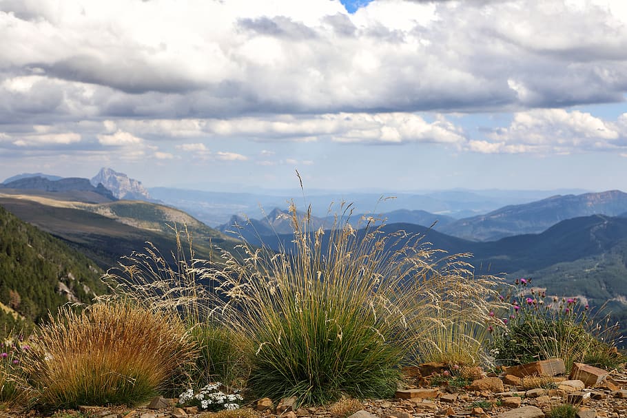summit, flora, high mountain, pyrenees, ordesa, huesca, cloud - sky, beauty in nature, mountain, sky