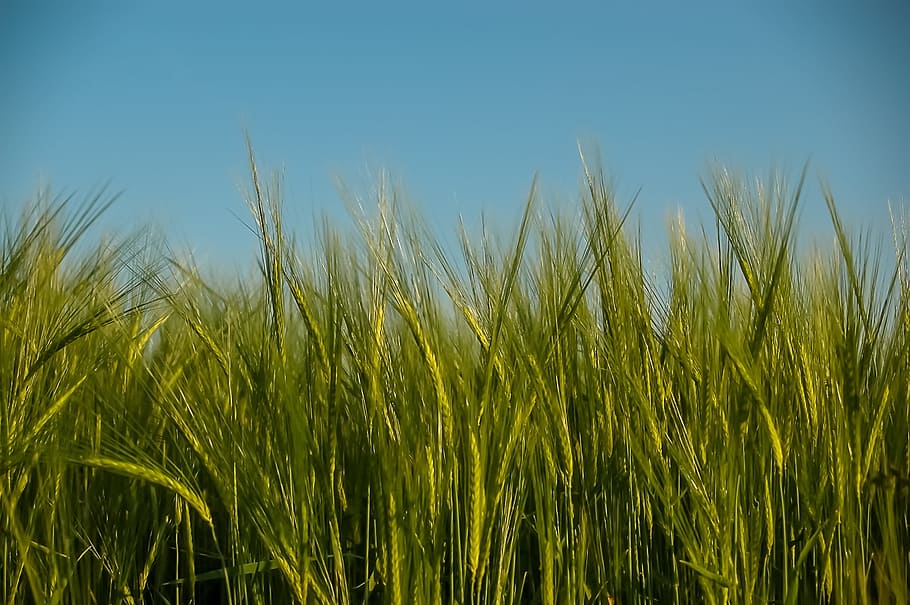 Cereals, Wheat, Spike, Field, Grain, wheat field, cornfield, food, sky, nature