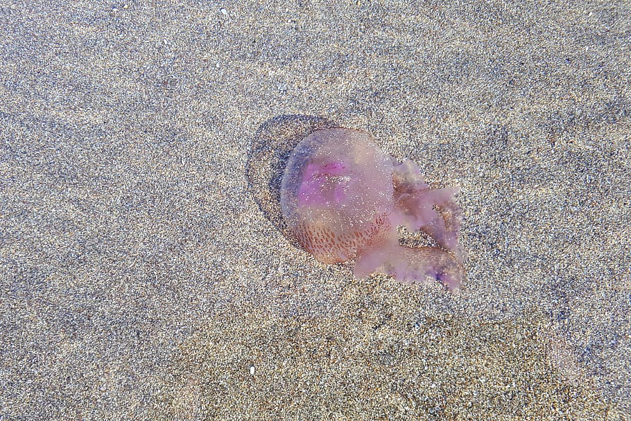 jellyfish, sea, vacations, maspalomas, grancanaria, play adel ingles, spain, atlantic, sand, beach