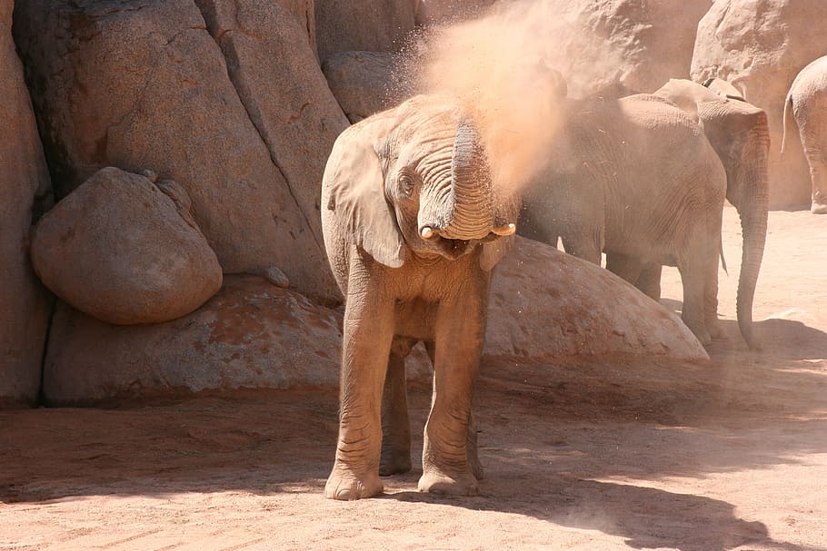 wildlife photography, elephant calf, playing, dust, elephant, valencia, bioparc, spain, animal, animals