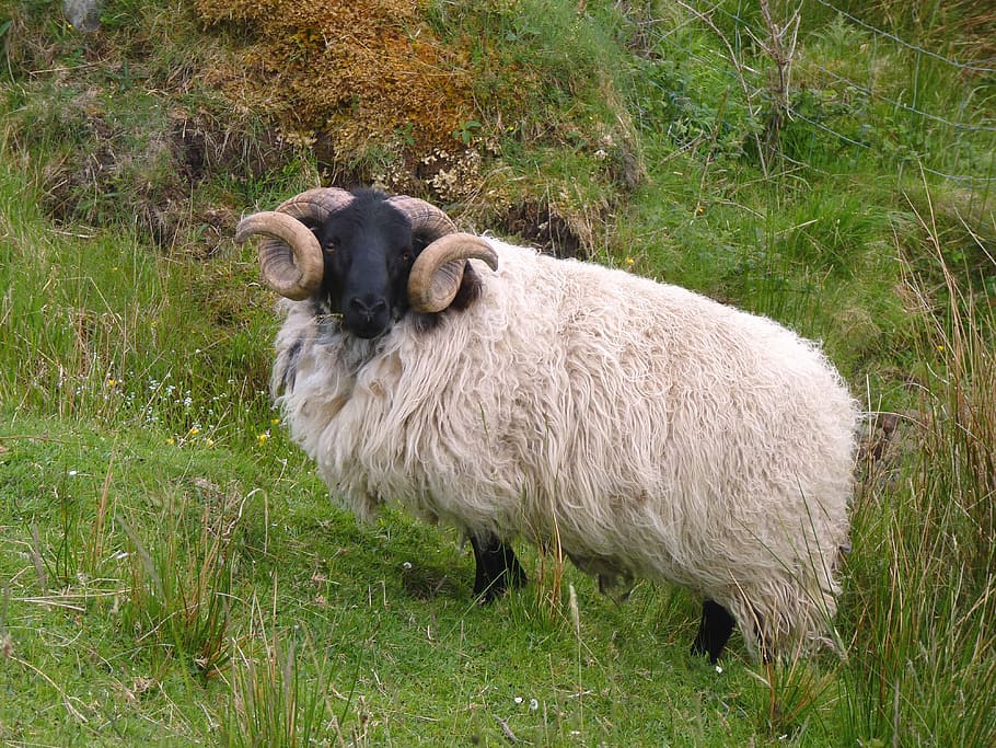 white, sheep, grass, aries, horns, wool, ram, horn, bock, animal