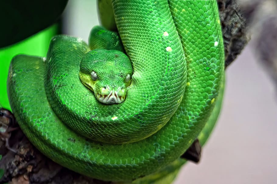 focus photo, green, snake, toxic, tree snake, reptile, dangerous, terrarium, green tree python, creature
