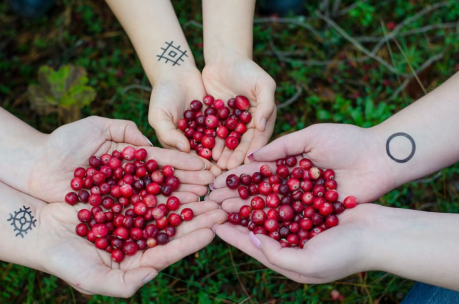 three, people, red, cherries, hands, cranberries, berries, swamp, forest, organic