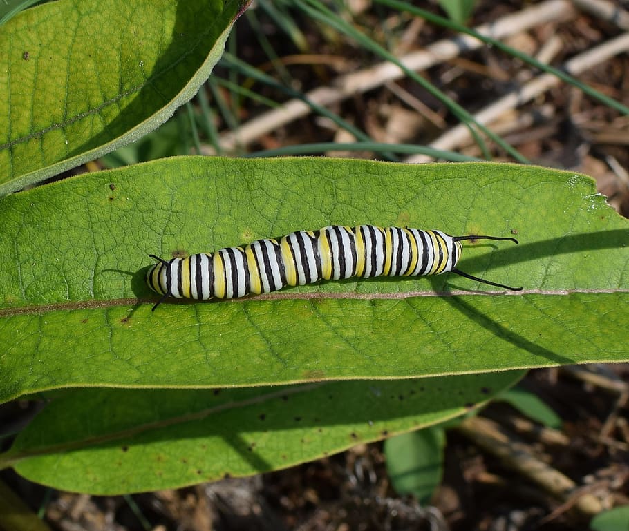 monarch butterfly caterpillar, larva, worm, insect, butterfly, animal, nature, milkweed, wildlife, striped