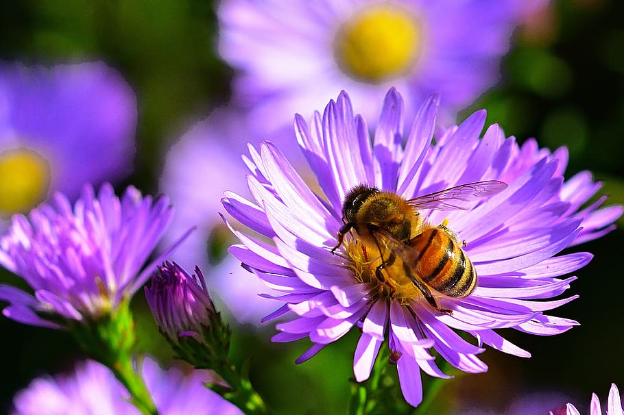 autumn, aster, bright, bee, food, flower, flowering plant, beauty in nature, petal, fragility