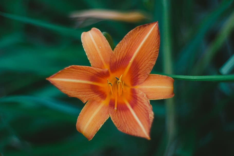 оранжевый цветок лилии, Апельсин, цветок, природа, растение, на открытом воздухе, сад, размытие, лепесток, головка цветка