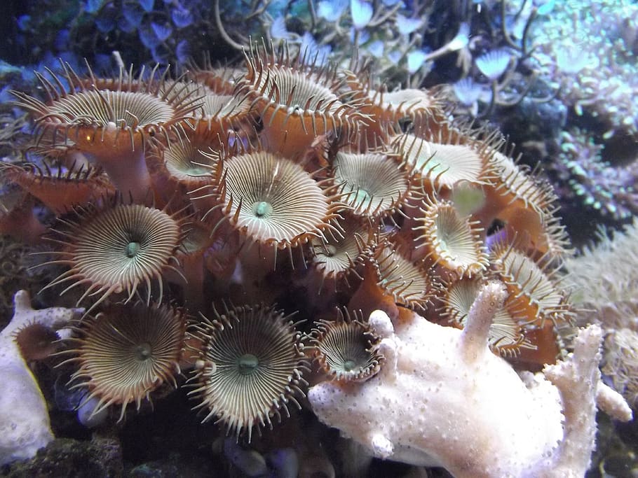 anemone, aquarium, animal, palythoa, animals in the wild, animal wildlife, sea life, sea, underwater, marine