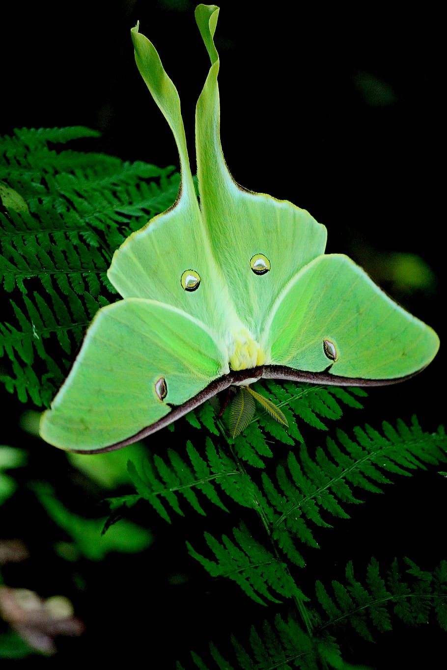 mariposa de luna, empoleirado, verde, planta de folha, fotografia, mariposa, natureza, borboleta, cor verde, folha