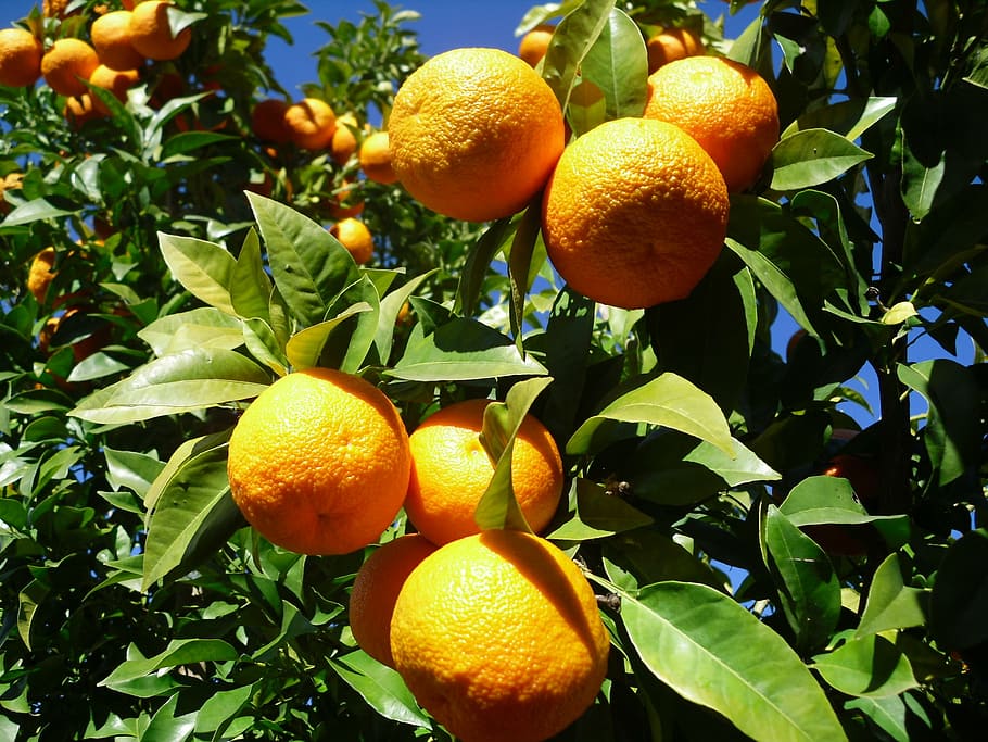 orange, fruit, seville, citrus fruit, orange - fruit, food and drink, freshness, healthy eating, leaf, orange tree