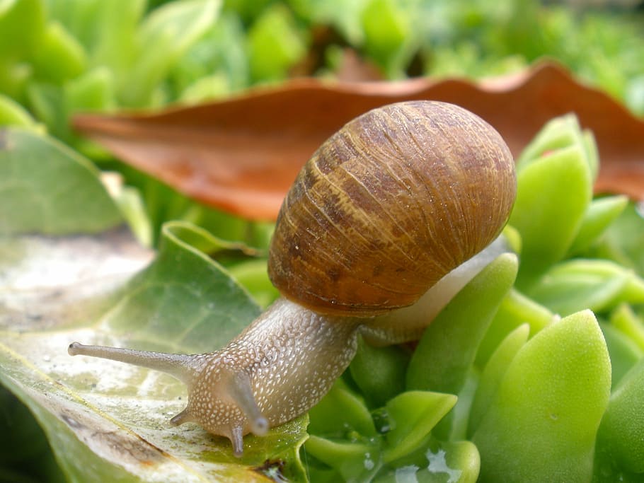 snail, mollusk, plant, garden, nature, shell, slow, slimy, animal, crawling