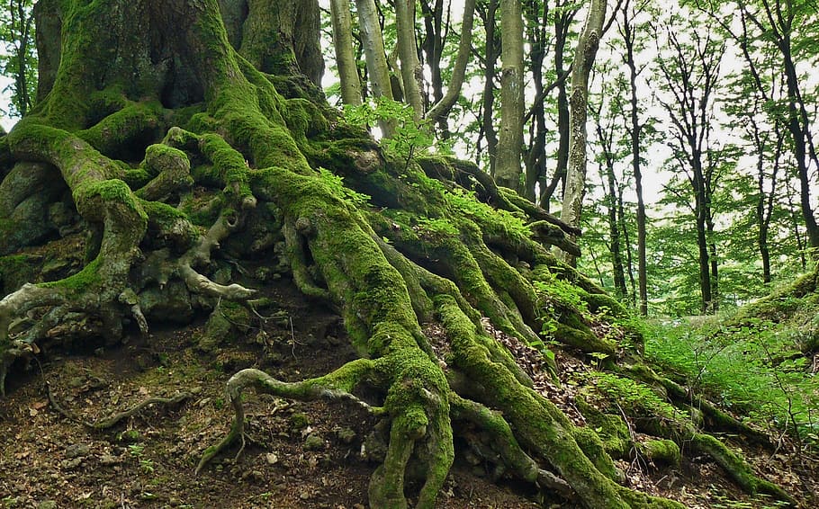 moss-covered, tree trunk, surrounded, trees, daytime, moss, covered, root, tree root, tree