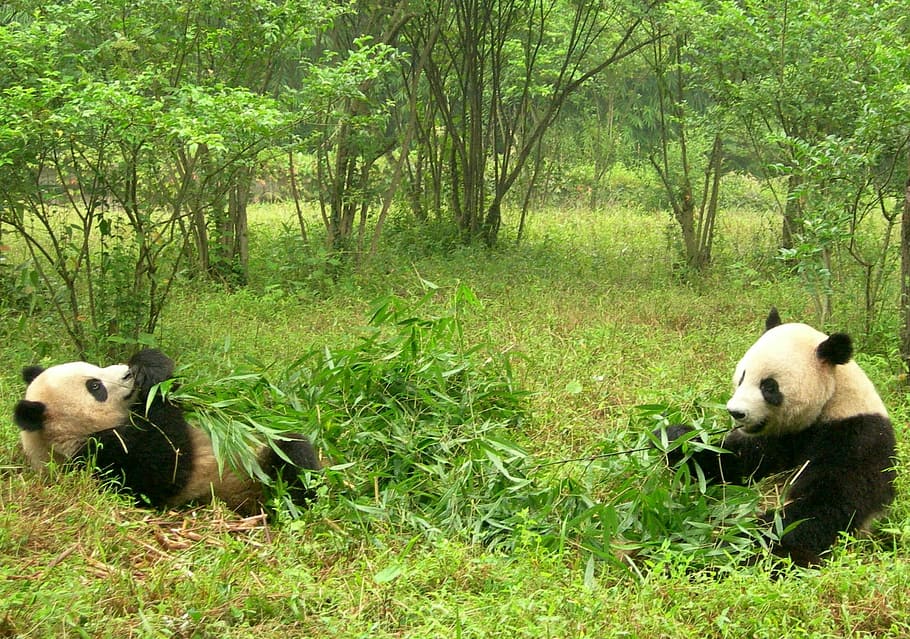 dos, se sienta, hierba, comer, durante el día, Panda, pandas, dos pandas, china, sichuan