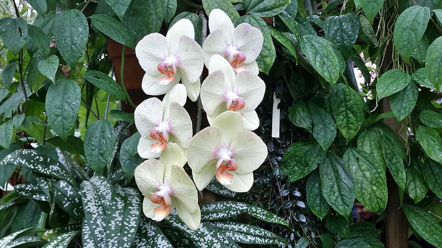 orquídea, california, phalaenopsis, planta, crecimiento, planta floreciendo, flor, frescura, belleza en la naturaleza, vulnerabilidad