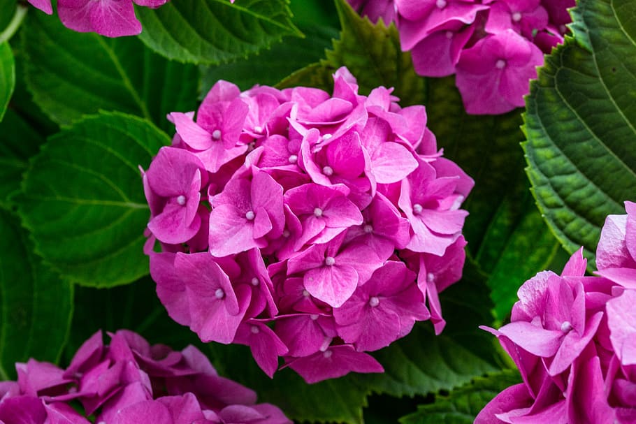 pink hydrangeas, hydrangea, blossom, bloom, hydrangea flower, leaves, pink, plant, inflorescence, greenhouse hydrangea