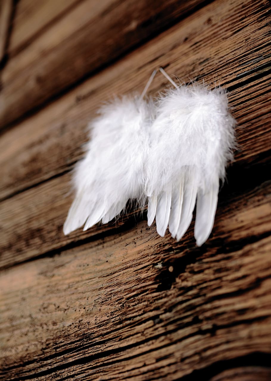 pluma, ala, alas de ángel, madera, madera vieja, motivo de navidad, ángel, navidad, color blanco, suavidad
