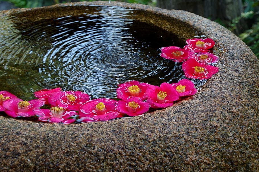 japan, japanese style, flowers, red, vivid, beautiful, nature, pink Color, flower, flowering plant