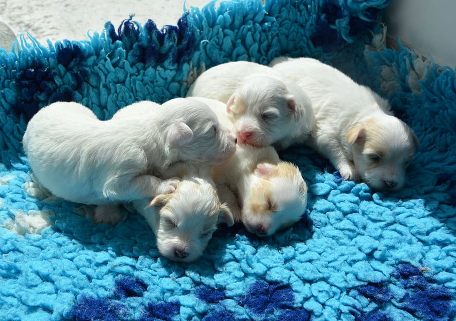 Puppies, Cotton, Tulear, White, Dog, cotton tulear, white, dog, animal, animal domestic, scope