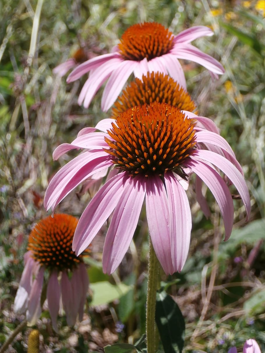cone flower, wildflower, nature, prairie, summer, garden, plant, pink, purple, echinacea