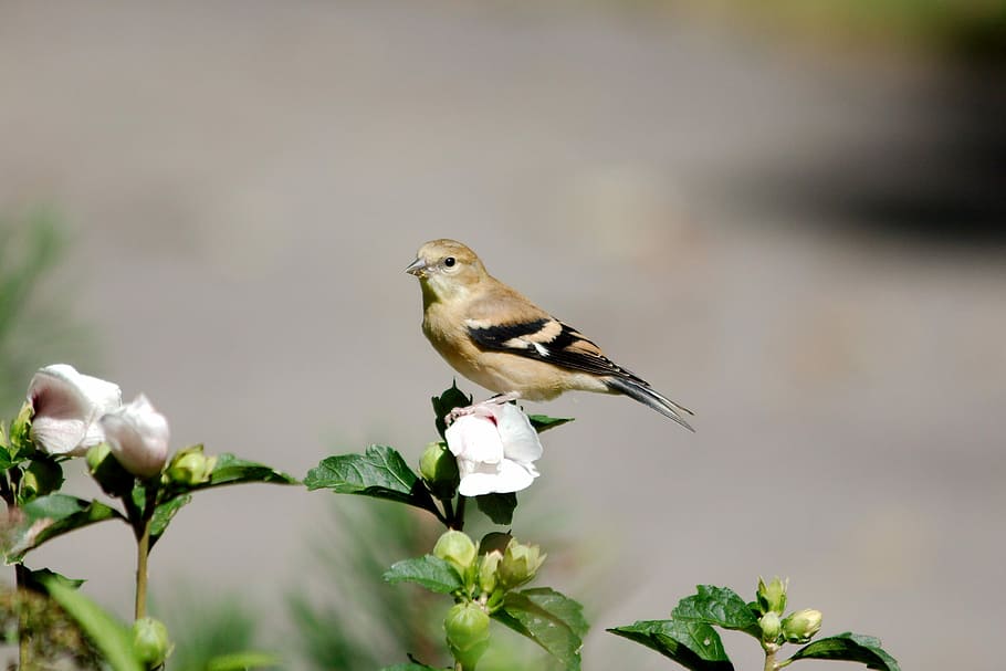 Goldfinch, Perempuan, Burung, Margasatwa, burung finch, burung penyanyi, bertengger, bunga, semak, satu binatang
