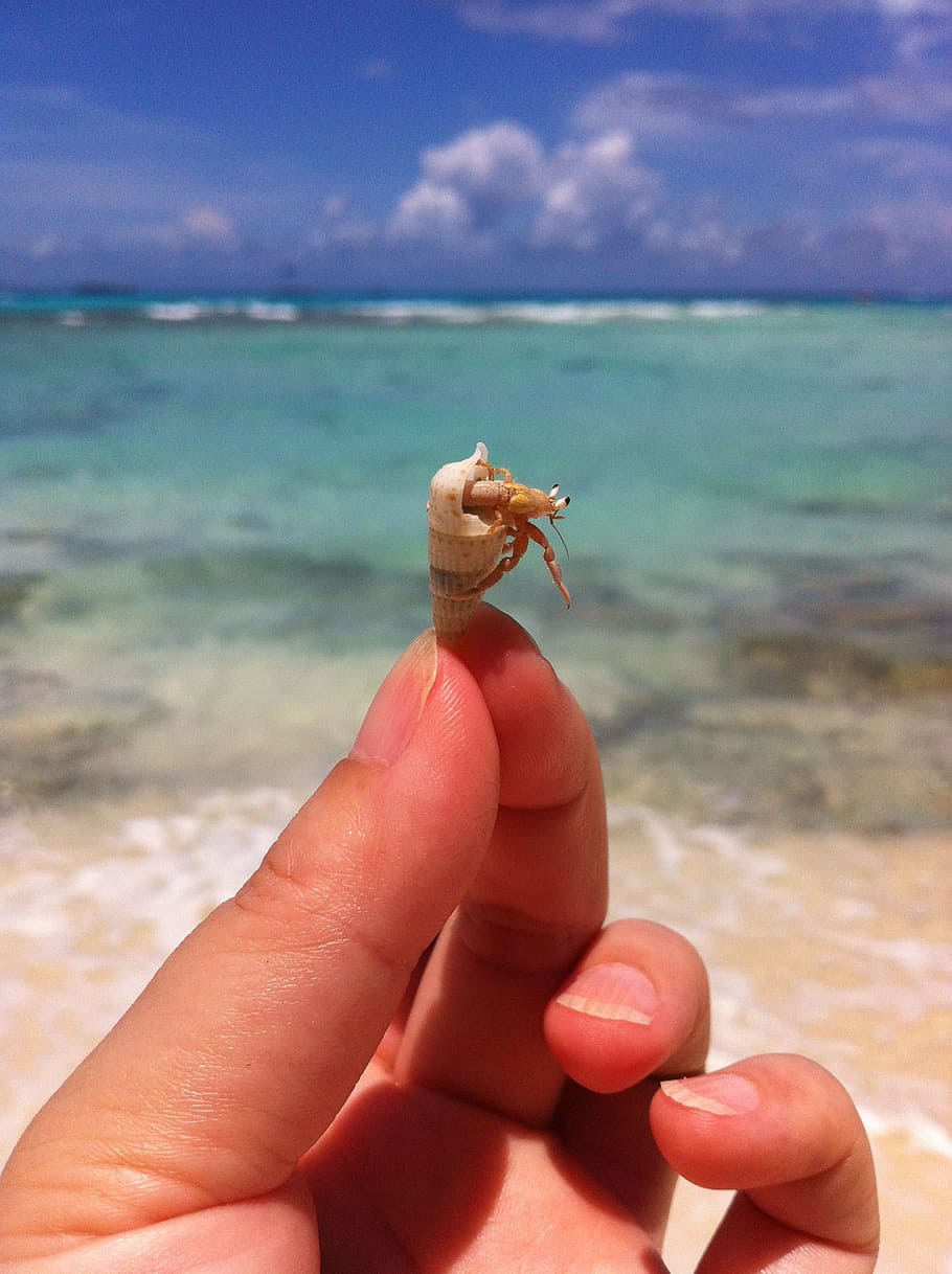 Hermit Crab, Sea, Coral, Reef, the sea, coral, reef, human body part, human hand, sky, horizon over water