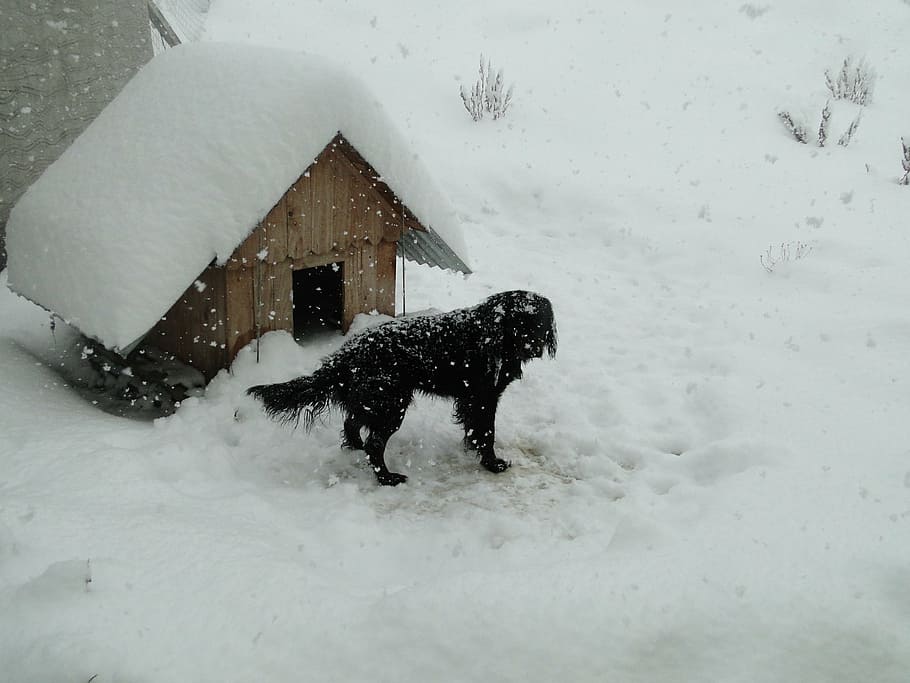 adult, black, flat-coated retriever, standing, next, dog house, snow, winter, patagonia, dog