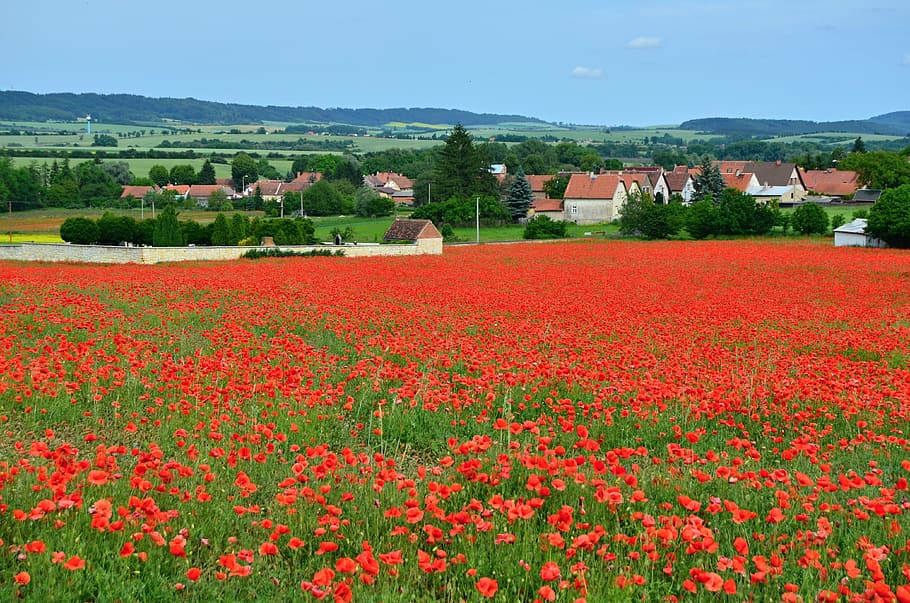 Poppies, Field, Red Weed, Village, landscape, red, cemetery, nature, flower, rural Scene
