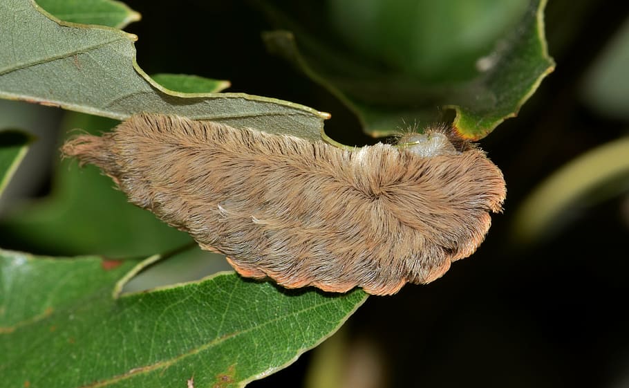 brown, fuzzy, caterpillar, green, leaf, puss caterpillar, flannel moth caterpillar, asp caterpillar, stinging caterpillar, sting
