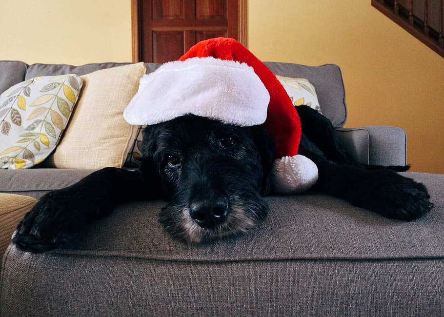 ショートコート, 黒, 犬, 身に着けている, サンタ帽子, クリスマス, ペット, クリスマス犬, 休日, 1匹の動物