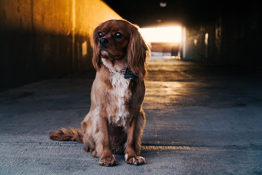 caminho, túnel, escuro, luz solar, cachorro, cachorrinho, animal de estimação, animal, ao ar livre, um animal