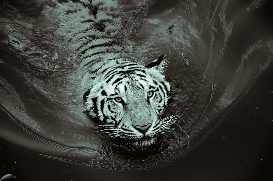 grayscale photo, swimming, tiger, Tiger, Black, Black And White, Black, White, black, white, animal, wild