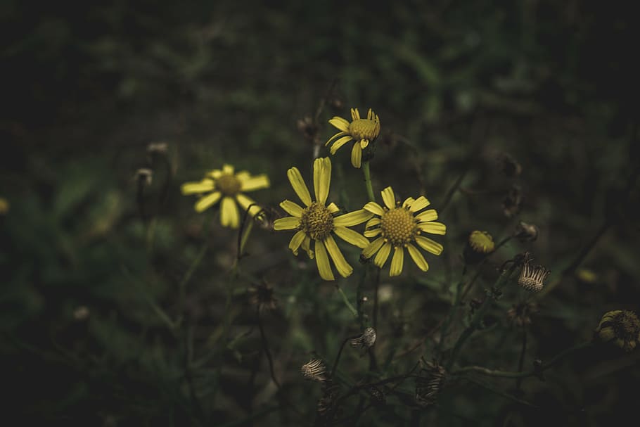 flores amarillas de la margarita, amarillo, margarita, macro, disparo, fotografía, oscuro, flor, pétalo, jardín