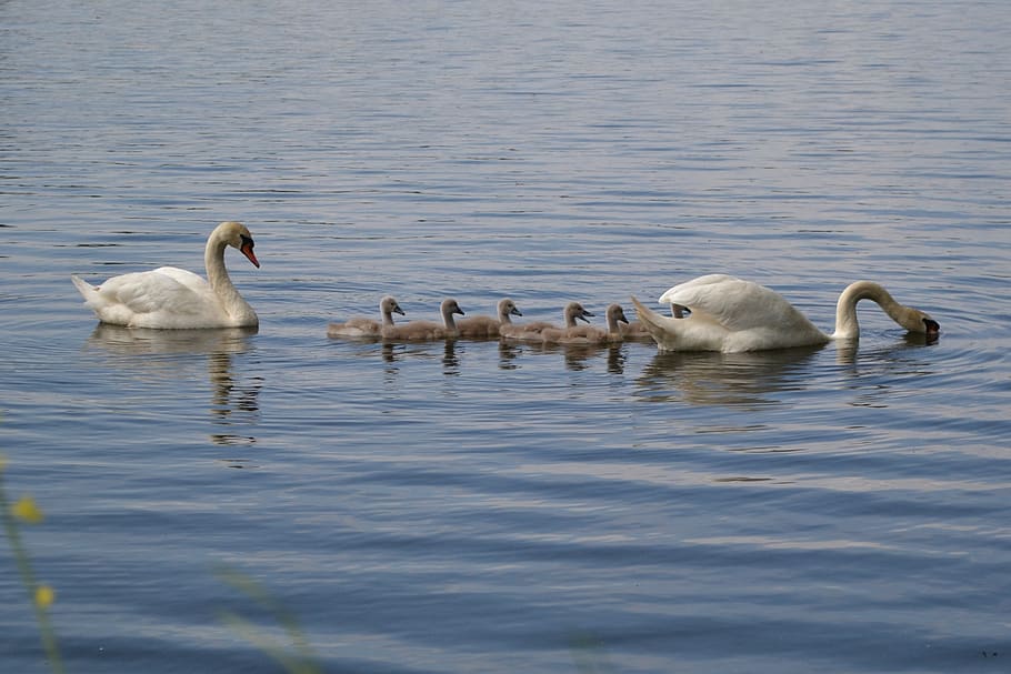 cisne, estanque, polluelos, familia, pájaro, blanco, animal, agua, aves acuáticas, cisne mudo