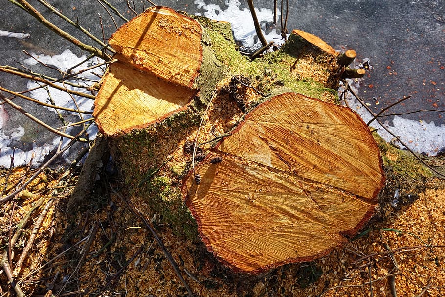 tunggul, kayu, pohon, dicincang, digergaji, ditebang, potongan melintang, log, deforestasi, material kayu