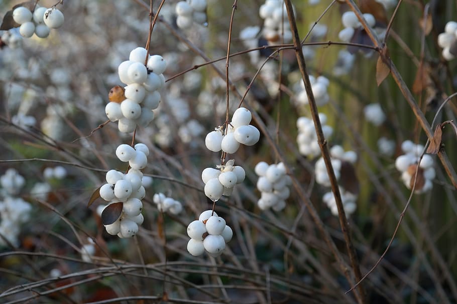Ordinary, Berries, Bush, ordinary schneebeere, fruits, snowberry albus, ornamental, white, winter, knallerbsen
