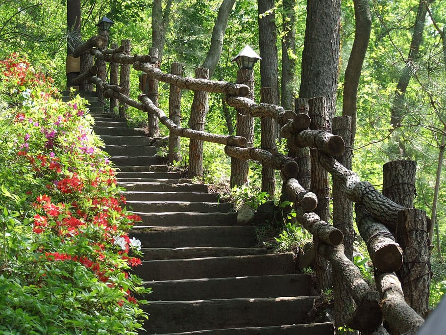 stairs, woodland stairs, wooden stairs, plant, tree, staircase, growth, steps and staircases, architecture, nature