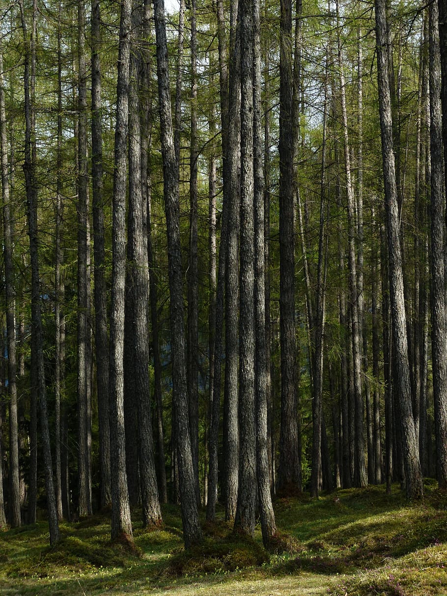 bosque de alerce, bosque, alerce, troncos de árboles, cepas, bosque de cuento de hadas, larix, familia de pinos, occidental, árbol