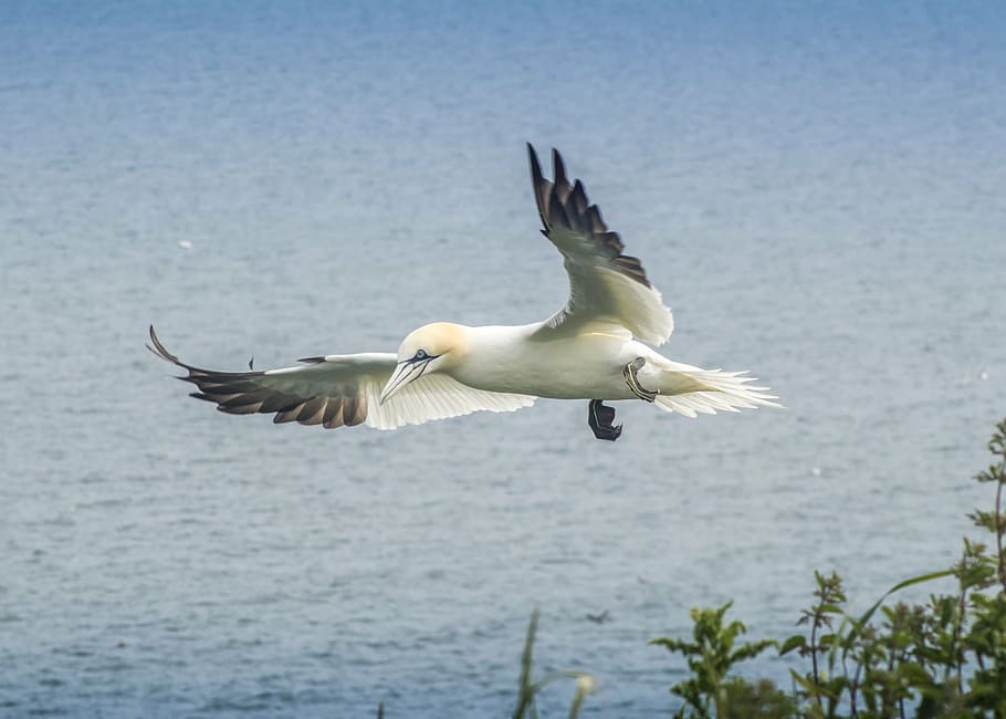 gannet, bird, wildlife, beak, sea, nature, northern, seabird, ocean, bill