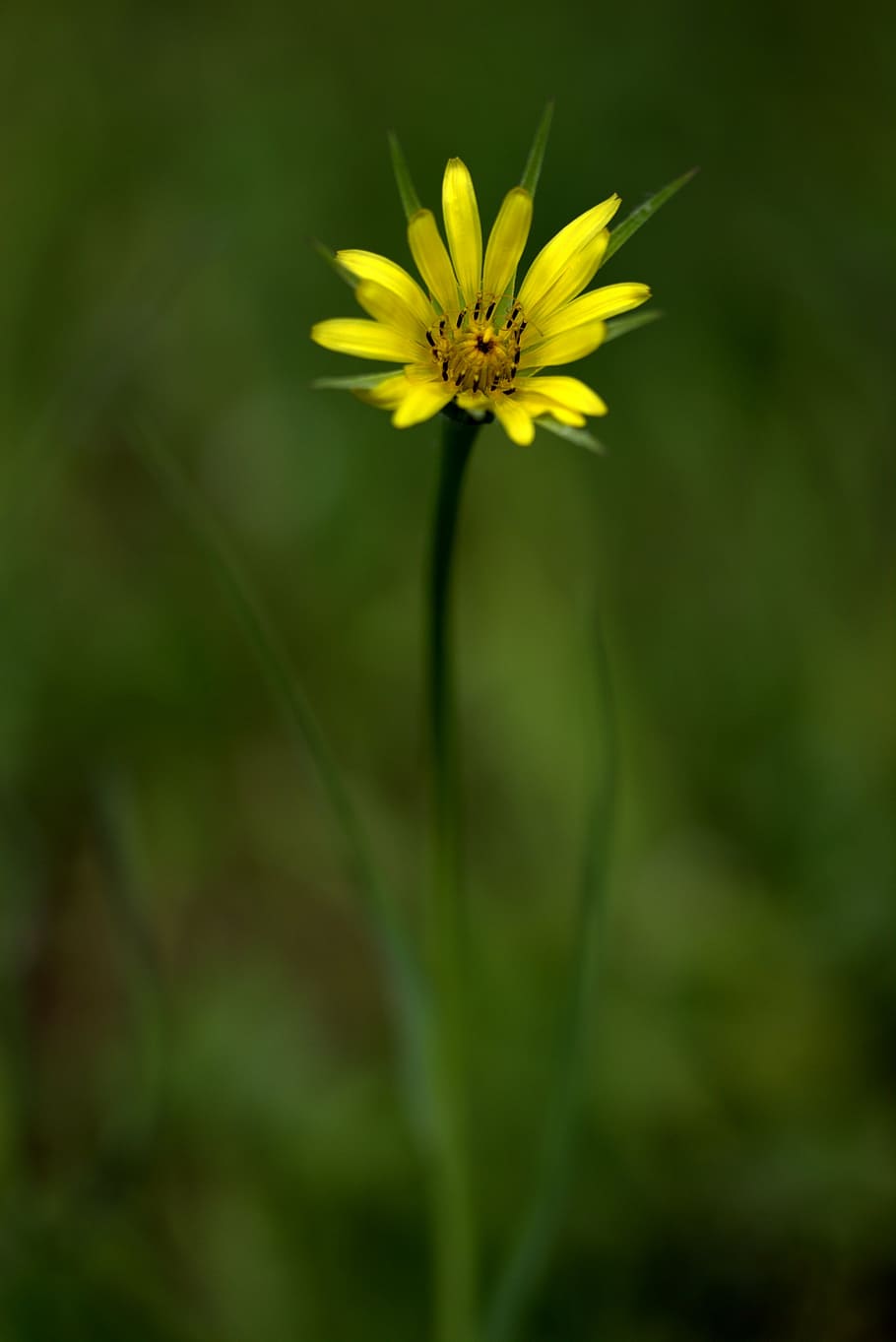 flower, yellow wild, plant, green, plain, flowering plant, fragility, vulnerability, freshness, beauty in nature