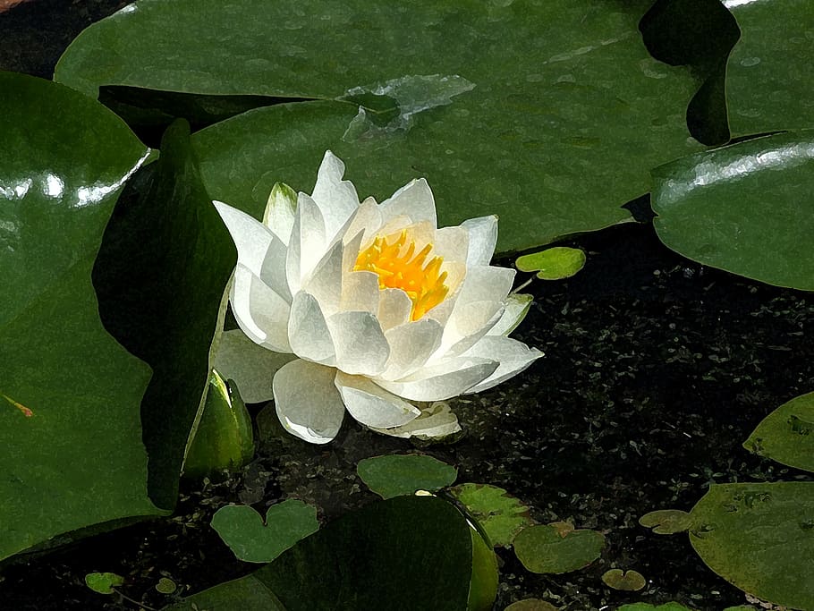 selective, focus photo, white, water lily flower, watercolour, painting, flower, lotus flower, lotus, lotus blossom