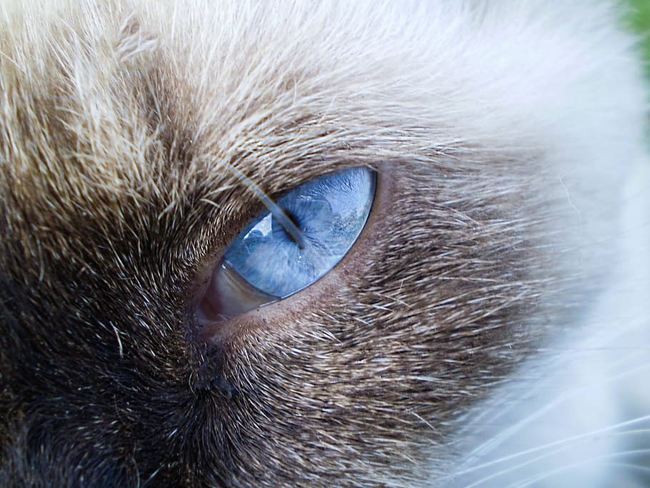Gato siamês, gato, siamês, olhos azuis, animais de estimação, animal, doméstico Gato, olhando, olho de animal, close-up