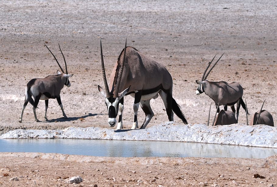 oryx, antelope, nature, herbivorous, horn, africa, group of animals, animal themes, animal, animal wildlife