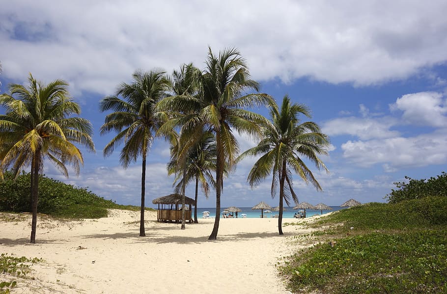 coconut trees, beach, sea, dream, palm trees, sand, caribbean, cuba, south sea, brazil