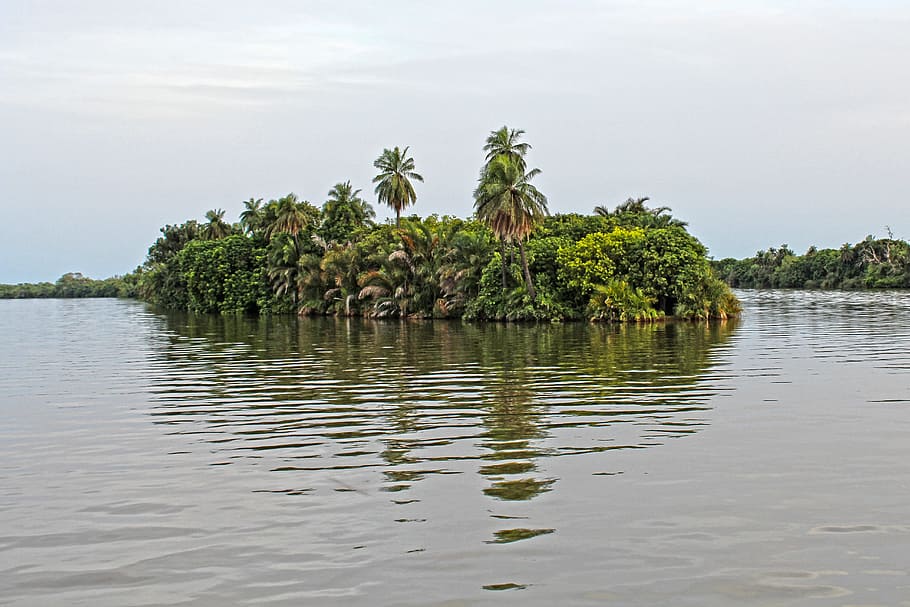 palmeras, isla, tropical, áfrica, naturaleza, isla tropical, paisaje, paraíso, exótico, río